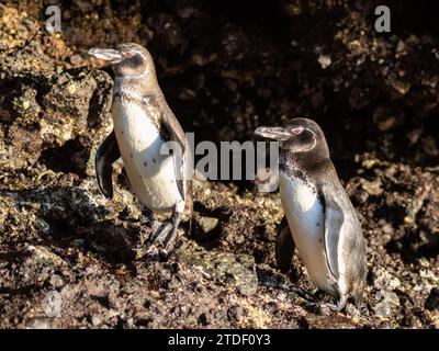 Ein Paar erwachsener Galapagos-Pinguine (Spheniscus mendiculus), auf den Felsen in Urbina Bay, Galapagos-Inseln, UNESCO-Weltkulturerbe, Ecuador Stockfoto