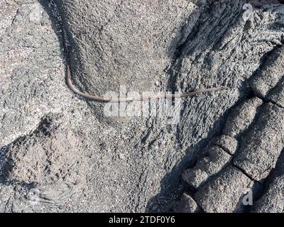 Ein erwachsener Galapagos-Rennfahrer (Pseudalsophis biserialis) auf Pahoehoe-Lava auf Fernandina Island, Galapagos-Inseln, UNESCO-Weltkulturerbe, Ecuador Stockfoto