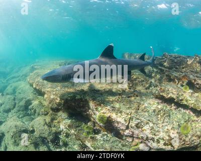 Erwachsene Weißspitzen-Riffhai (Triaenodon obesus) schwimmen in Puerto Egas, Santiago Island, Galapagos Inseln, UNESCO-Weltkulturerbe, Ecuador Stockfoto