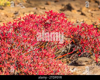 Galapagos-Teppich (Sesuvium edmonstonei), Punta Pitt, San Cristobal Island, Galapagos, UNESCO-Weltkulturerbe, Ecuador, Südamerika Stockfoto