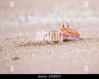 Eine ausgewachsene Geisterkrabbe (Ocypode guadichaudii), Buccaneer Cove, Santiago Island, Galapagos, UNESCO-Weltkulturerbe, Ecuador, Südamerika Stockfoto