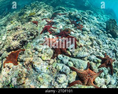 Panamische Kissenstern (Pentaceratser cumingi), in einem Scrum auf Fernandina Island, Galapagos-Teppich (Sesuvium edmonstonei), Punta Pitt Stockfoto