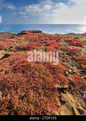 Galapagos-Teppich (Sesuvium edmonstonei), Punta Pitt, San Cristobal Island, Galapagos, UNESCO-Weltkulturerbe, Ecuador, Südamerika Stockfoto