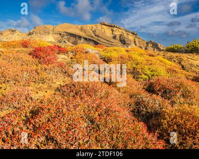 Galapagos-Teppich (Sesuvium edmonstonei), Punta Pitt, San Cristobal Island, Galapagos, UNESCO-Weltkulturerbe, Ecuador, Südamerika Stockfoto