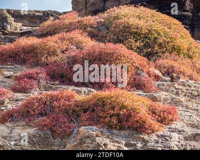 Galapagos-Teppich (Sesuvium edmonstonei), Punta Pitt, San Cristobal Island, Galapagos, UNESCO-Weltkulturerbe, Ecuador, Südamerika Stockfoto