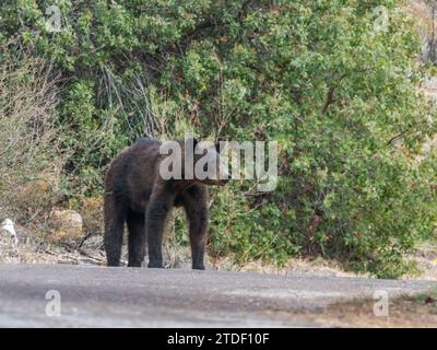Eine ausgewachsene amerikanische Schwarzbärin (Ursus americanus), Big Bend National Park, Texas, USA, Nordamerika Stockfoto