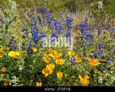 Wilde Blumen blühen nach einer besonders guten Regenzeit im Picacho Peak State Park, Arizona, USA, Nordamerika Stockfoto