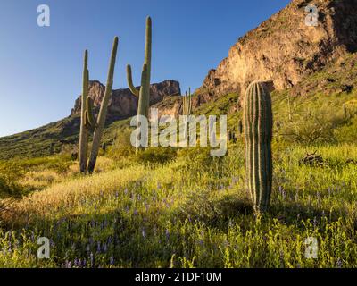 Saguaro-Kakteen (Carnegiea gigantea) sind auf dem Land rund um den Picacho Peak, den Picacho Peak State Park, Arizona, den Vereinigten Staaten von Amerika und Nordamerika Stockfoto