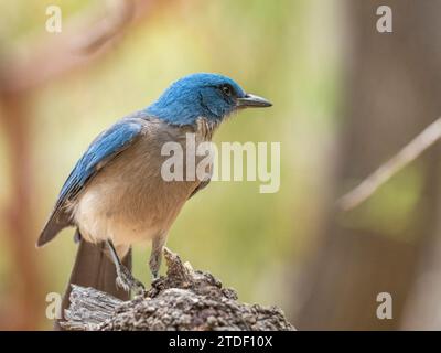 Ein ausgewachsener mexikanischer jay (Aphelocoma wollweberi), Big Bend National Park, Texas, Vereinigte Staaten von Amerika, Nordamerika Stockfoto