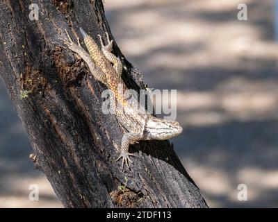Eine ausgewachsene Wüstenechse (Sceloporus magister), Brandi Fenton Park, Tucson, Arizona, Vereinigte Staaten von Amerika, Nordamerika Stockfoto
