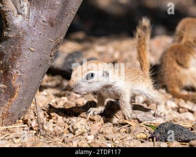 Rundschwanzhörnchen (Xerospermophilus tereticaudus), Brandi Fenton Park, Tucson, Arizona, Vereinigte Staaten von Amerika, Nordamerika Stockfoto