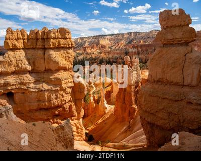 Rote Felsformationen, bekannt als Hoodoos im Bryce Canyon National Park, Utah, USA, Nordamerika Stockfoto