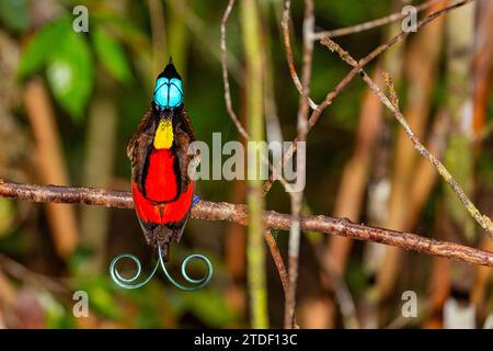 Ein männlicher Wilson's Bird of Paradise (Cicinnurus respublica), der auf Waigeo Island, Raja Ampat, Indonesien, Südostasien, Asien, zu sehen ist Stockfoto