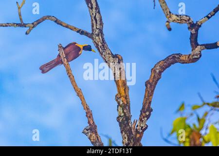 Ein erwachsener weiblicher roter Paradiesvogel (Paradisaea rubra) auf der Insel Gam, Raja Ampat, Indonesien, Südostasien, Asien Stockfoto