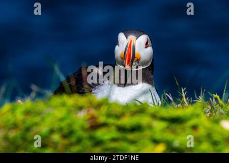 Nahaufnahme eines Puffin-, Puffin- und Vogelbeobachtungsortes in Elliston, Bonavista Peninsula, Neufundland, Kanada, Nordamerika Stockfoto