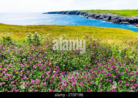 Wildnisgebiet, Vermischten Punkt, UNESCO-Weltkulturerbe, Avalon Peninsula, Neufundland, Kanada, Nordamerika Stockfoto