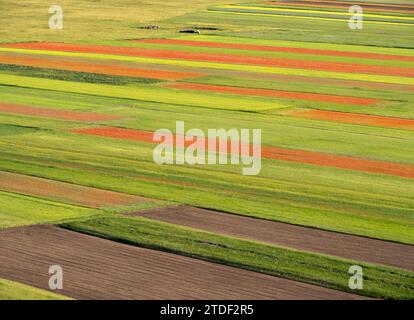 Blühende Blumen und Linsen am Piano Grande, Monti Sibillini Nationalpark, Castelluccio di Norcia, Perugia, Italien, Europa Stockfoto