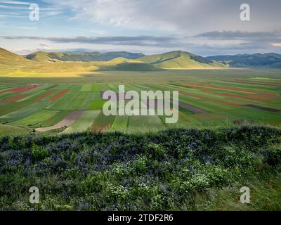 Blühende Blumen und Linsen am Piano Grande, Monti Sibillini Nationalpark, Castelluccio di Norcia, Perugia, Italien, Europa Stockfoto