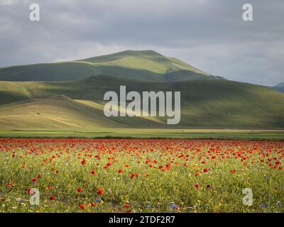 Blühende Mohnblumen am Piano Grande, Monti Sibillini Nationalpark, Castelluccio di Norcia, Perugia, Italien, Europa Stockfoto