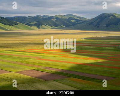 Blühende Blumen und Linsen am Piano Grande, Monti Sibillini Nationalpark, Castelluccio di Norcia, Perugia, Italien, Europa Stockfoto