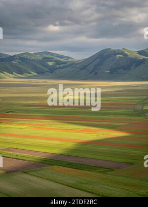 Blühende Blumen und Linsen am Piano Grande, Monti Sibillini Nationalpark, Castelluccio di Norcia, Perugia, Italien, Europa Stockfoto