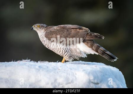 Goshawk (Accipiter gentilis), weiblich, Finnland, Europa Stockfoto