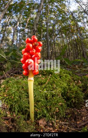 Lords-and-Ladies (Cuckoo Pint) (Arum maculatum) Cluster von Orangenbeeren, Vereinigtes Königreich, Europa Stockfoto