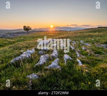 Kalksteinpflaster und einsamer Weißdornbaum in der Abendsonne, Winskill Stones Nature Reserve, Stainforth, Yorkshire Dales National Park, Yorkshire Stockfoto