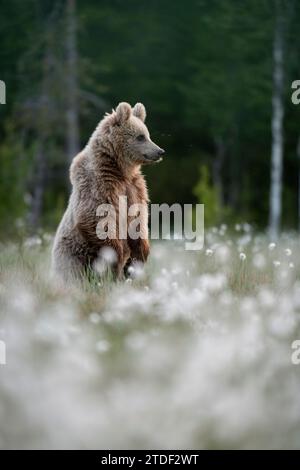 Eurasischer Braunbär (Ursus arctos arctos) im blühenden Baumwollgras (Eriophorum angustifolium), Finnland, Europa Stockfoto