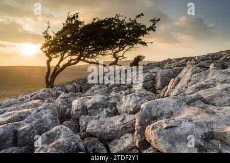 Kalksteinpflaster und windgekrümmter Weißdornbaum, Twisleton Scar, Abendsonne im Sommer, Yorkshire Dales National Park, Yorkshire, England Stockfoto