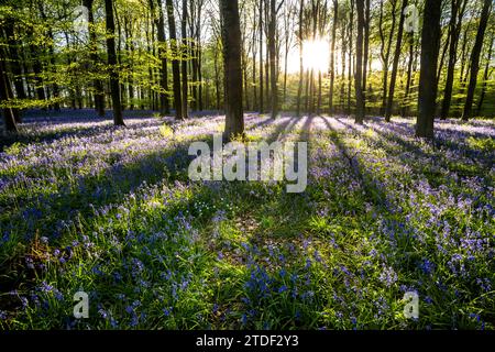 Glockenblumen ((Hyacinthoides non-scripta) blühen in einem Buchenwald bei Sonnenuntergang, Vereinigtes Königreich, Europa Stockfoto