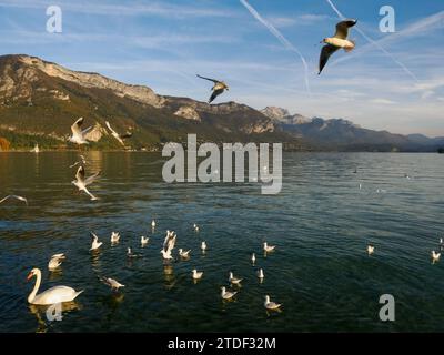 Schwäne und Möwen strömen an Annecys Seepromenade, Annecy, Haute-Savoie, Frankreich, Europa Stockfoto