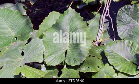 Alocasia odora, auch bekannt als Riesenelefant Ohr, asiatischer Taro und Nachtlilie Stockfoto