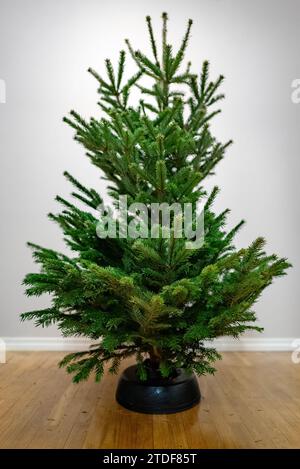 Frisch geschnittener Weihnachtsbaum ist bereit für Dekorationen. Stockfoto