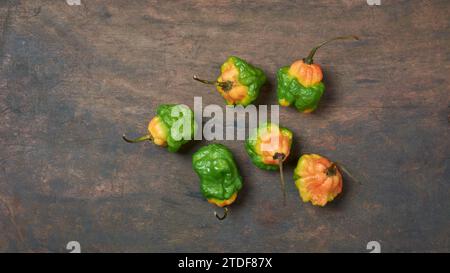 Bunte Habanero-Chili-Paprika, Paprika Chinense, eine Art von heißen Paprika mit faltiger oder genoppter Haut, die für intensive Würze und Geschmack bekannt ist Stockfoto