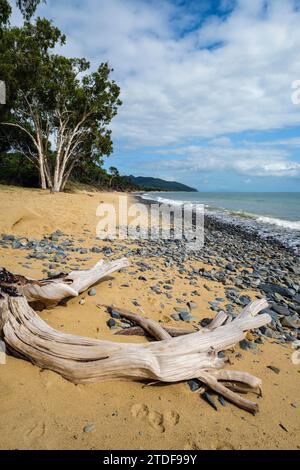 Treibholz am Wangetti Beach, Queensland, Australien Stockfoto