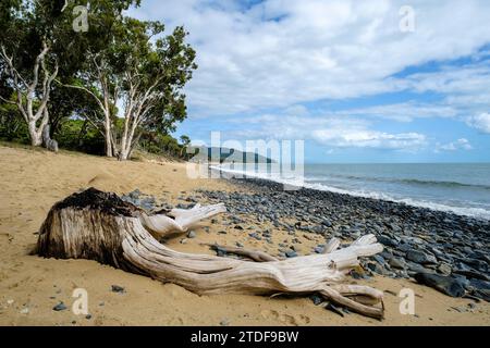 Treibholz am Wangetti Beach, Queensland, Australien Stockfoto