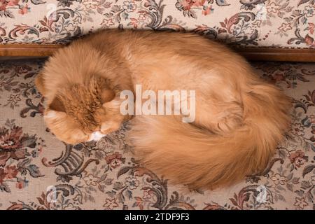 Persische rothaarige Hauskatze schläft zu Hause und liegt in einer lustigen Pose auf einem Bett Stockfoto