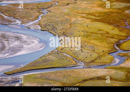 Changthangi oder Ladakh Pashmina Ziegen, Hanle, Ladakh, Indien Stockfoto