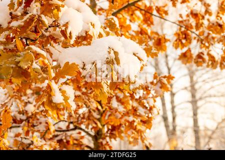 Trockene Eichenblätter auf einem Zweig im Winterwald. Der Sonnenuntergang beleuchtet trockene Eichenblätter im Winterwald. Stockfoto