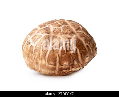 Einzelner frischer Shiitake-Pilz ist auf weißem Hintergrund mit Beschneidungspfad isoliert. Japanisches und chinesisches Kraut Stockfoto