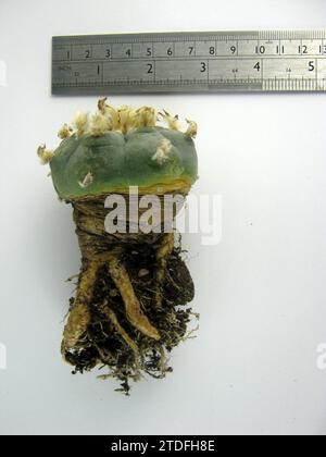 Lophophora williamsii „Peyote“ Stockfoto