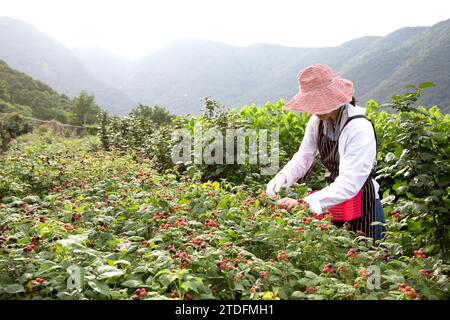 Junge Farmerin erntet schwarze Beeren auf einem Himbeerfeld Stockfoto