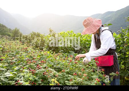 Junge Farmerin erntet schwarze Beeren auf einem Himbeerfeld Stockfoto