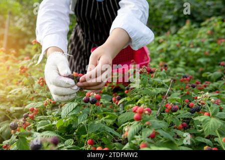 Nahaufnahme der Hände, die Beeren auf dem Schwarzbeerfeld ernten Stockfoto