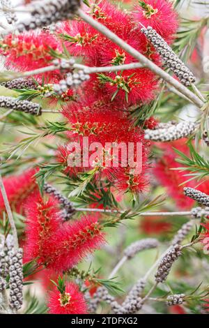 Callistemon rigidus. Steife Flaschenbürste Blume. Stockfoto