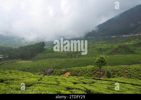 Dichter Nebel umhüllt Hügelhänge und Teegärten. Stockfoto