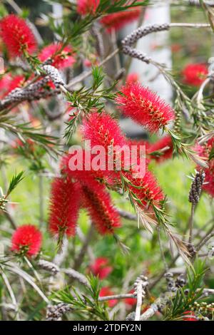 Callistemon rigidus. Steife Flaschenbürste Blume. Stockfoto