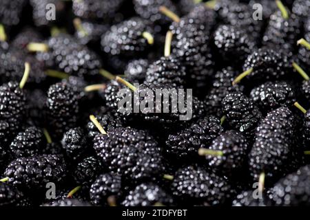 Draufsicht der Mulberry-Gruppe Stockfoto