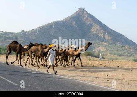 Ein Kamelhirte, der sein Vieh zum Puschkar-Jahrmarkt bringt. Puschkar, Rajasthan, Indien Stockfoto